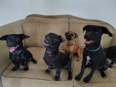 Puppies For Sale