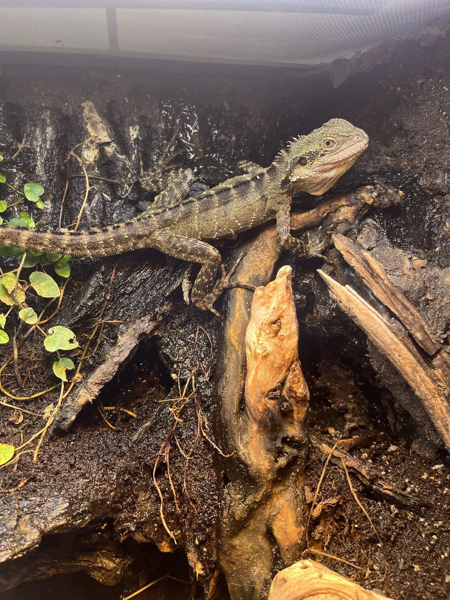 AUSTRALIAN WATER DRAGON