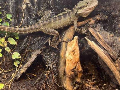 AUSTRALIAN WATER DRAGON