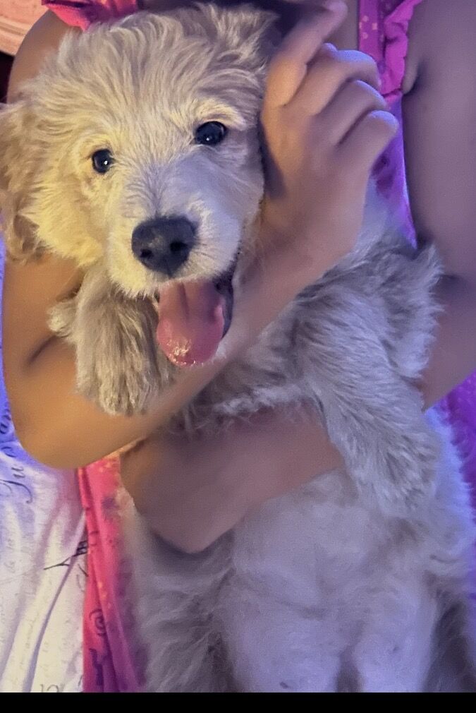 Golden Aussiedoodle Puppy