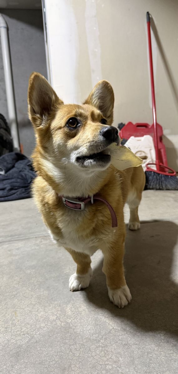 Purebred Corgi
