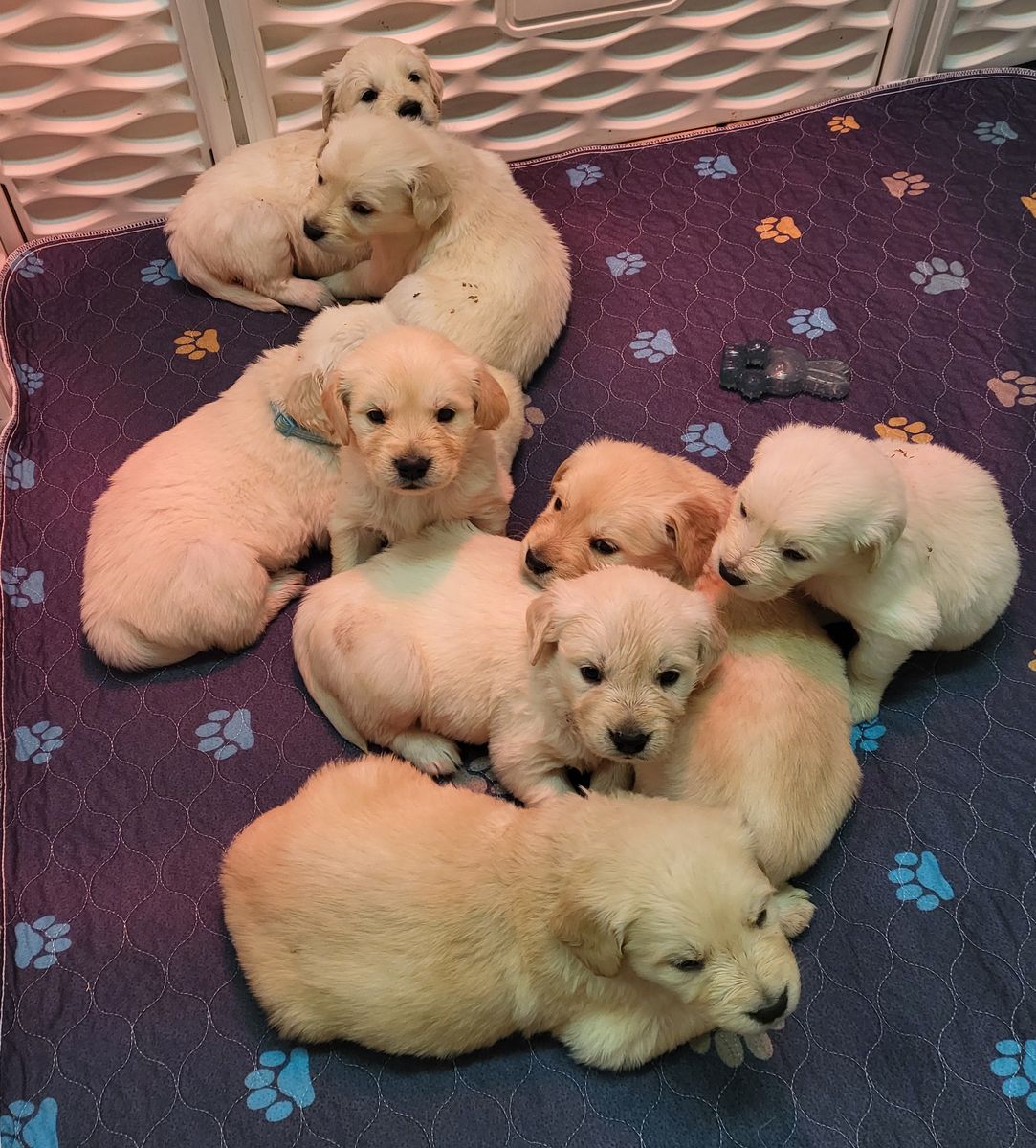 AKC registered Golden/English Cream Retriever Puppies