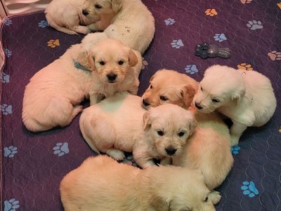 AKC registered Golden/English Cream Retriever Puppies