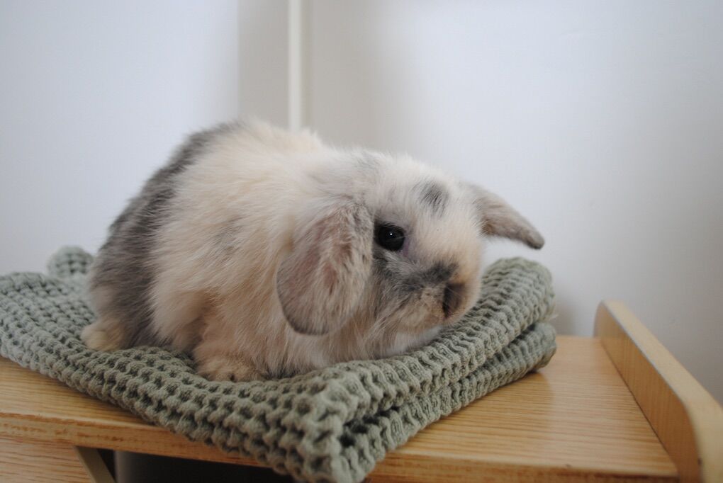 Holland Lop Buck