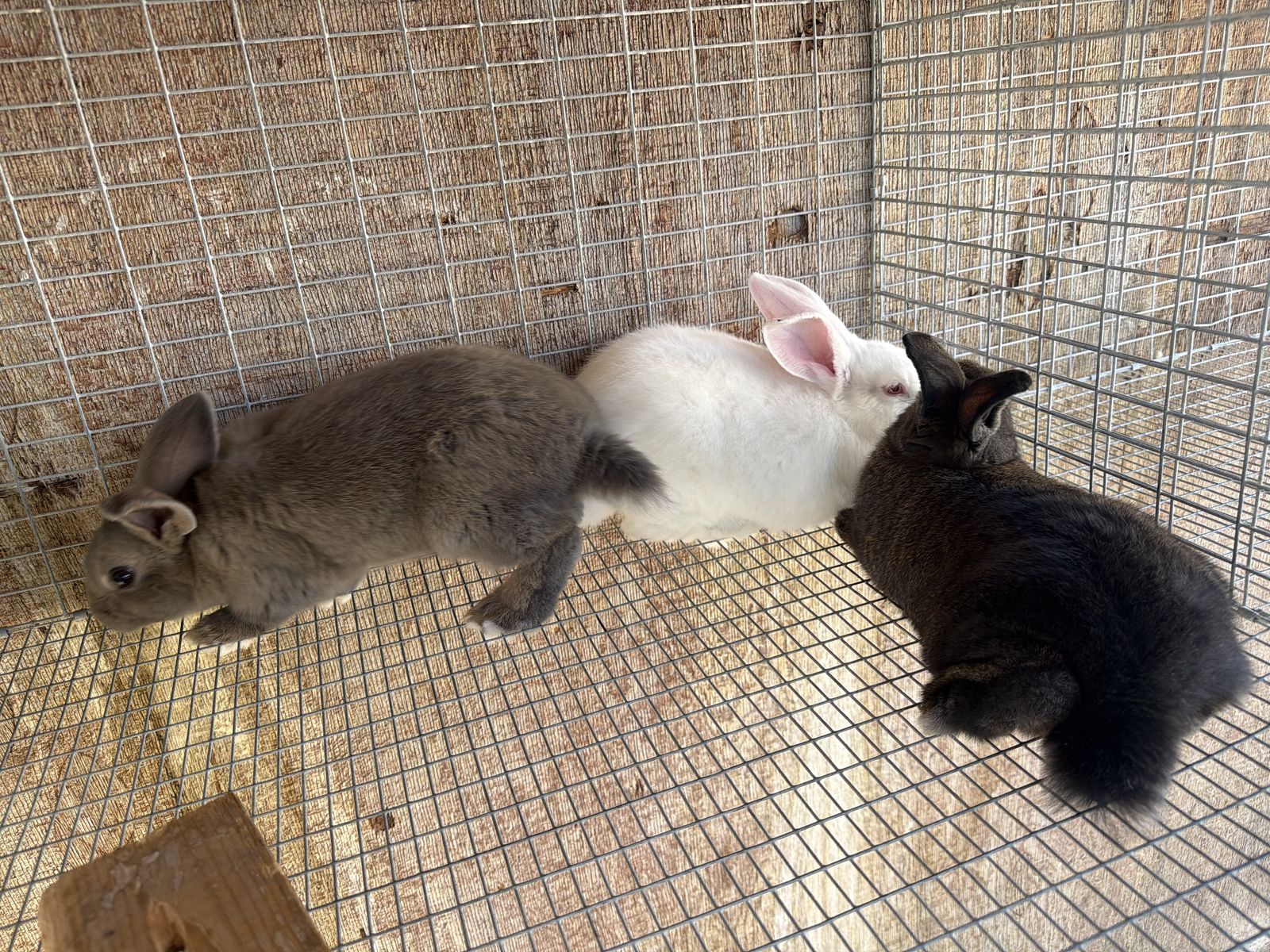 Rabbits