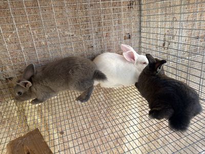 Rabbits