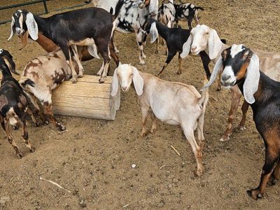 Full Blooded Nubian Goats - 5 MONTHS OLD