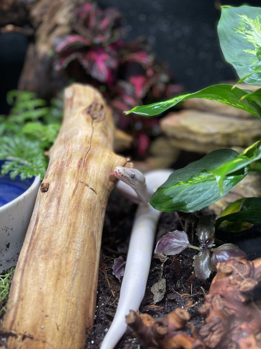 blue eyed leucistic ball python