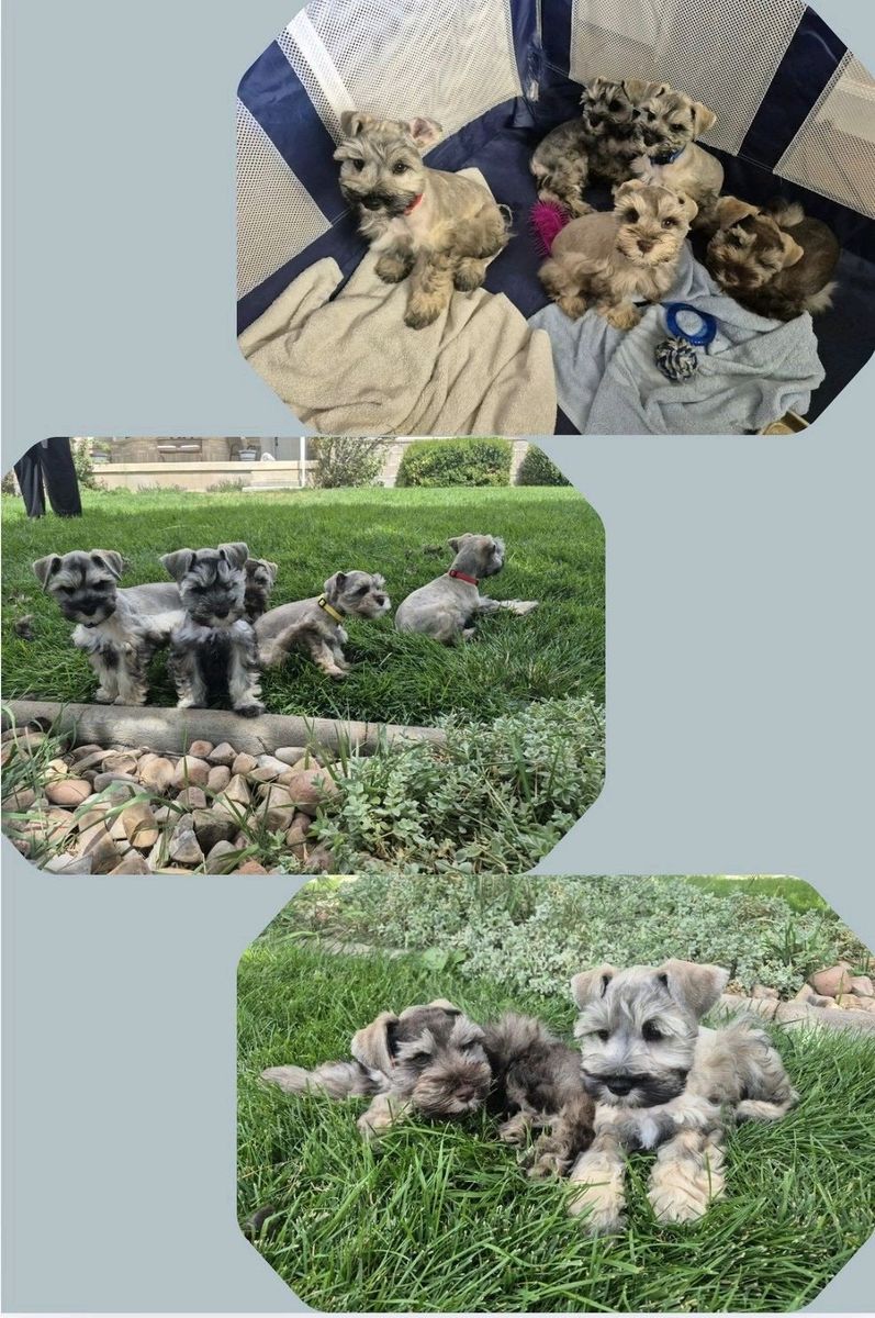 Mini Schnauzer puppies