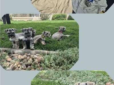 Mini Schnauzer puppies