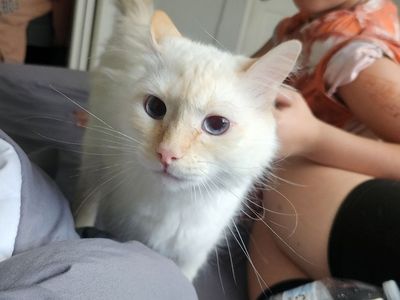 Female flame point