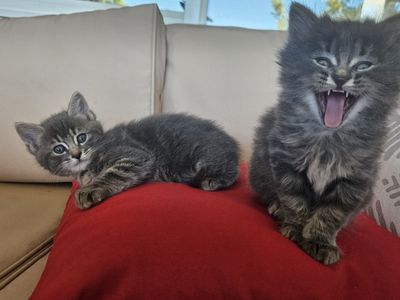 Cutest kittens