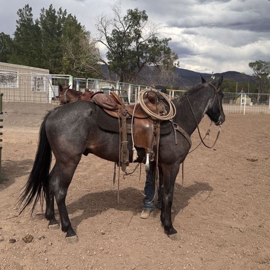 3 year old true blue roan gelding