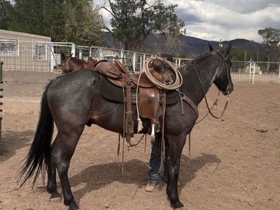 3 year old true blue roan gelding