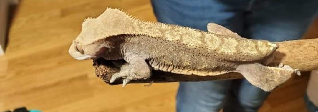 Male crestedgeckos- Healthy and Active Breeder