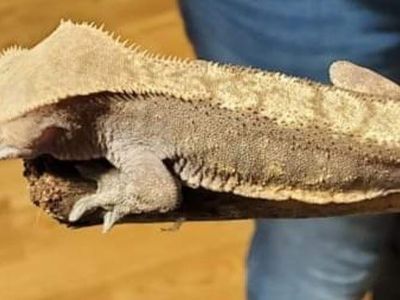 Male crestedgeckos- Healthy and Active Breeder