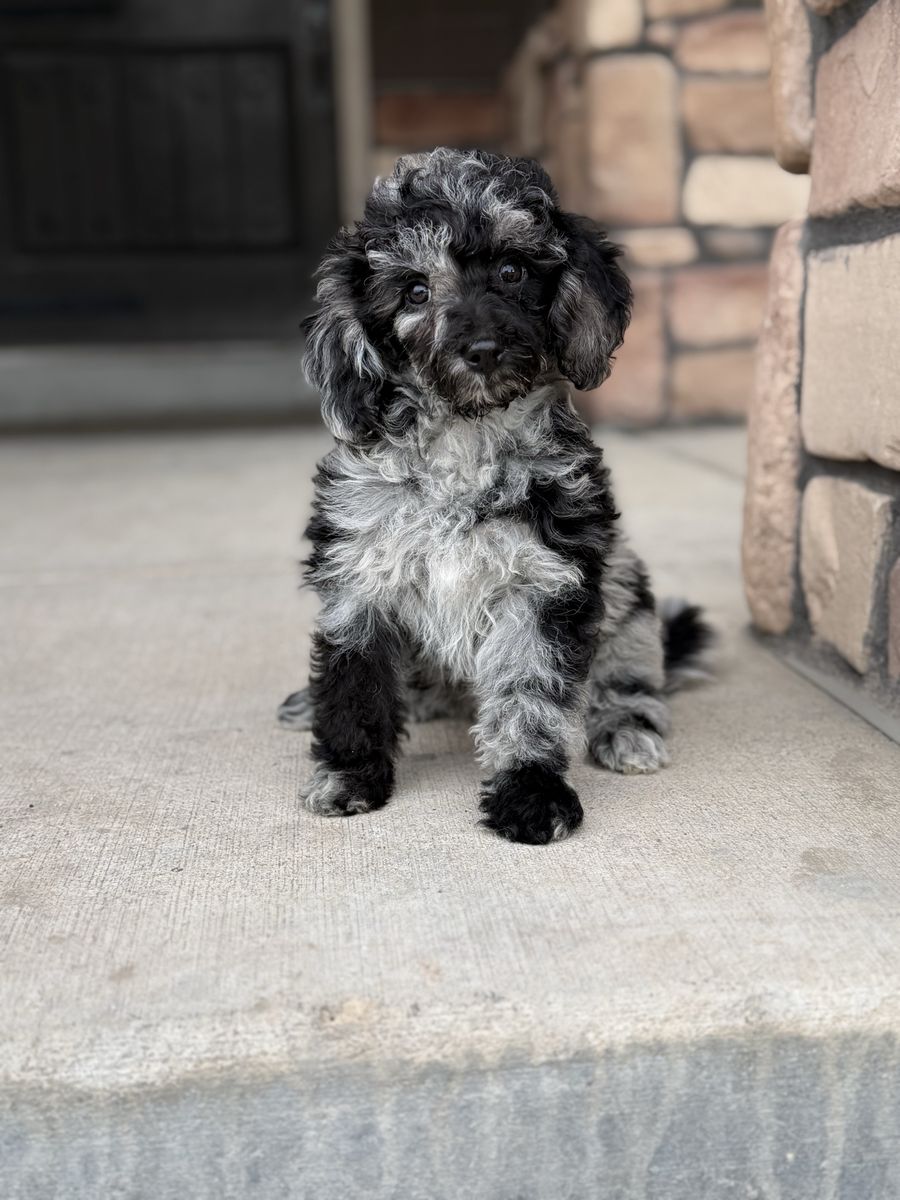 Pre Registered-AKC Poodles, Mini (10-15" Tall)