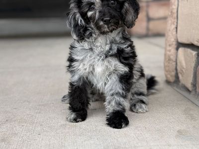 Pre Registered-AKC Poodles, Mini (10-15" Tall)