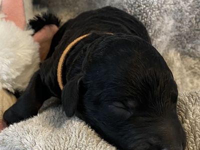 AKC Standard Poodle Puppies
