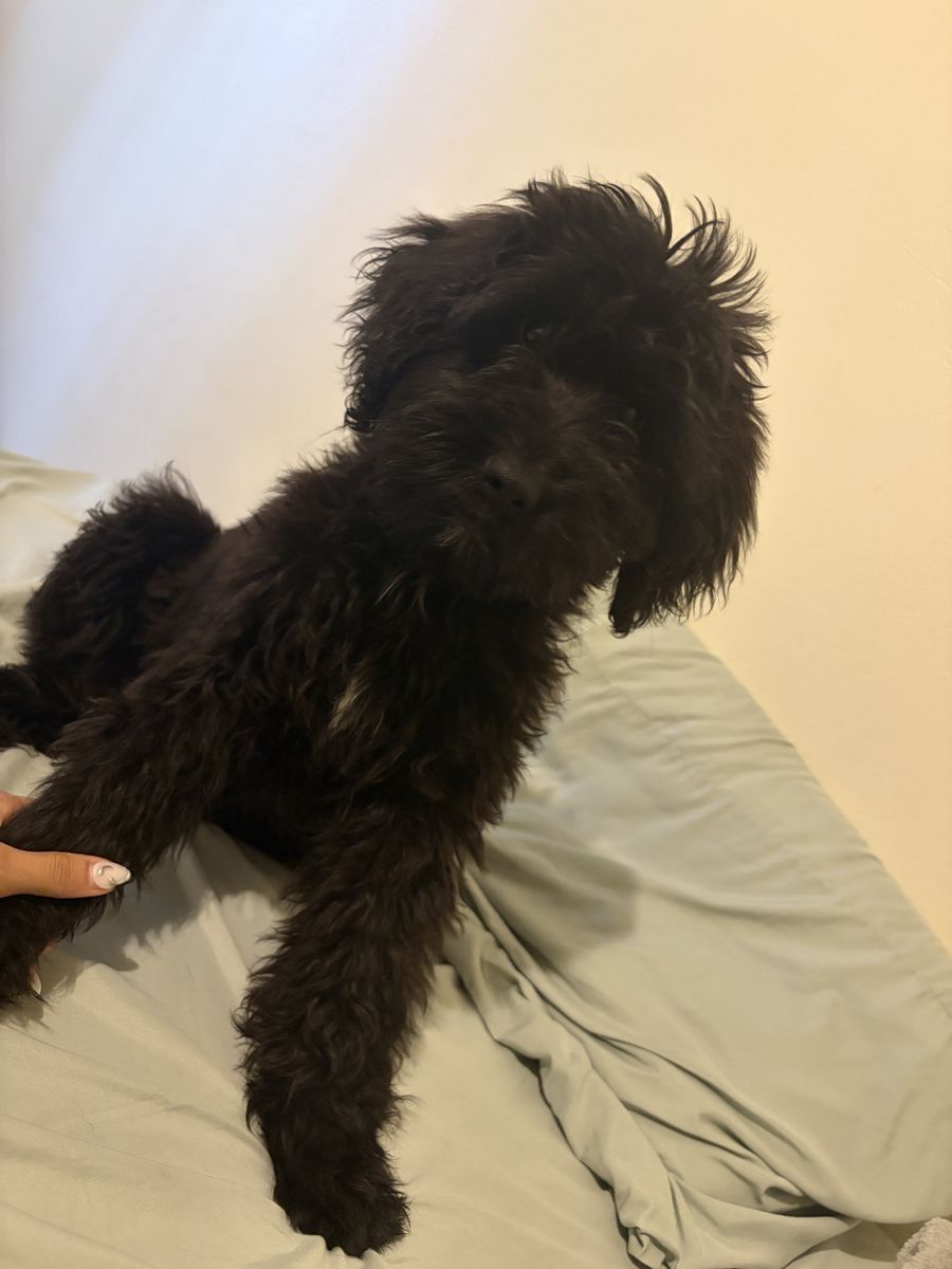 Labradoodle girl doggy 