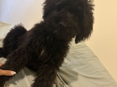 Labradoodle girl doggy