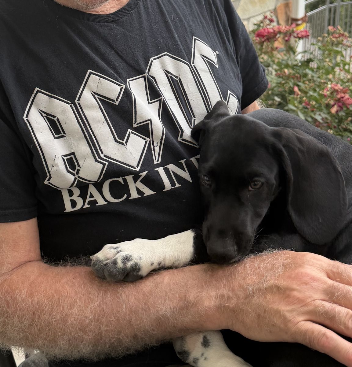 "TANK" — Pick of the Litter | All-Black Mountain Pointer Male | Provo, UT