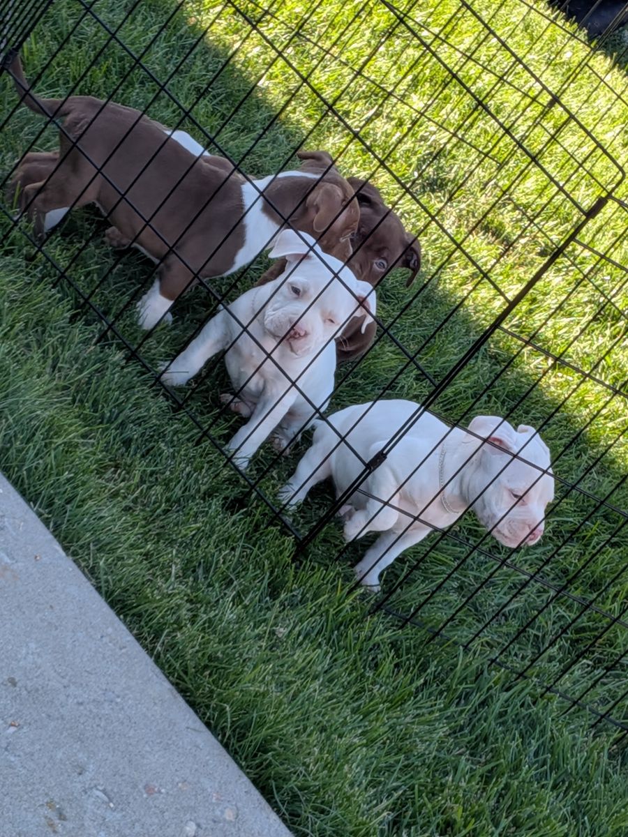 Standard American bullies