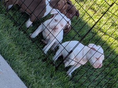 Standard American bullies