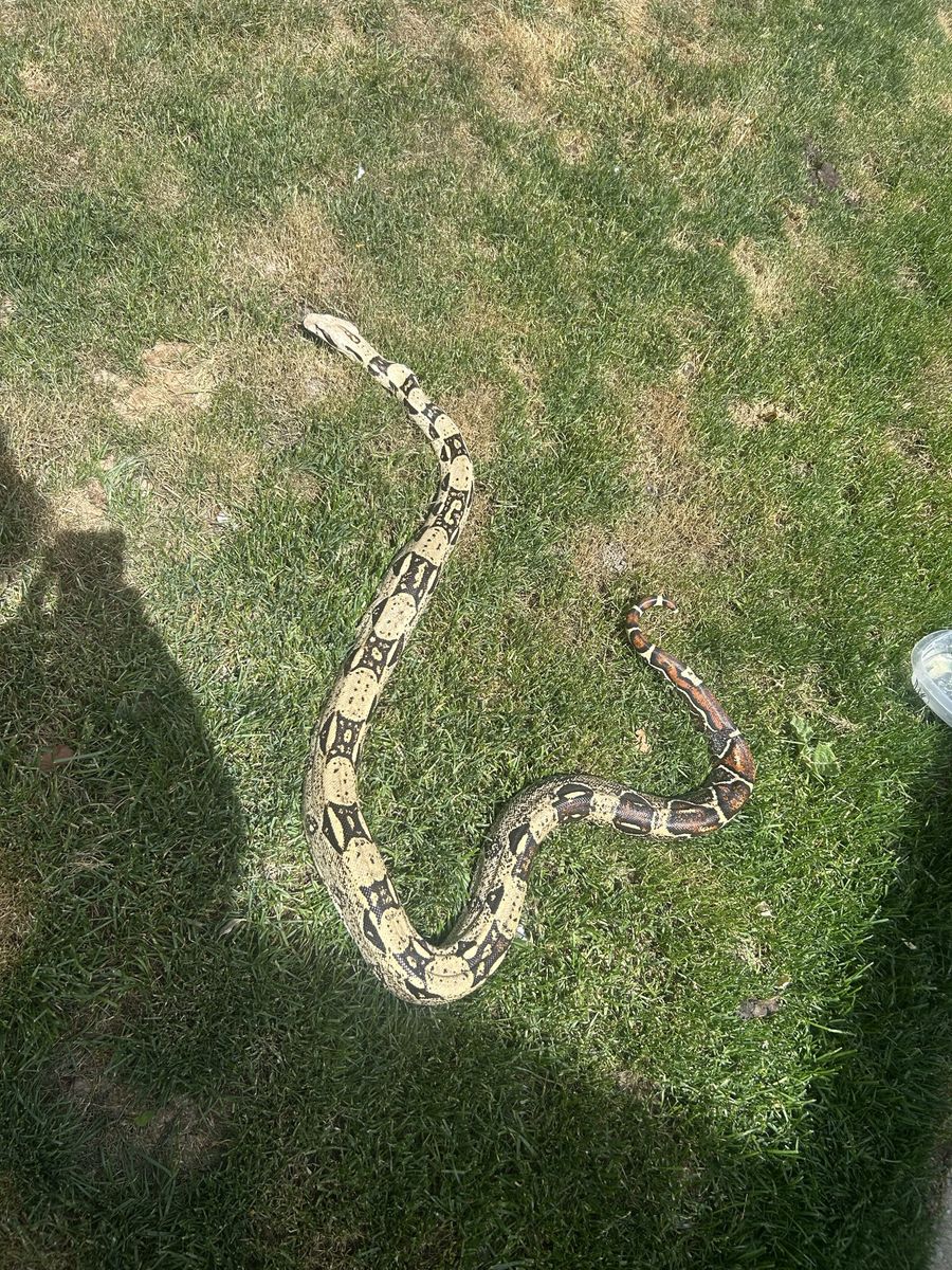 Red tail boa