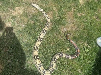 Red tail boa