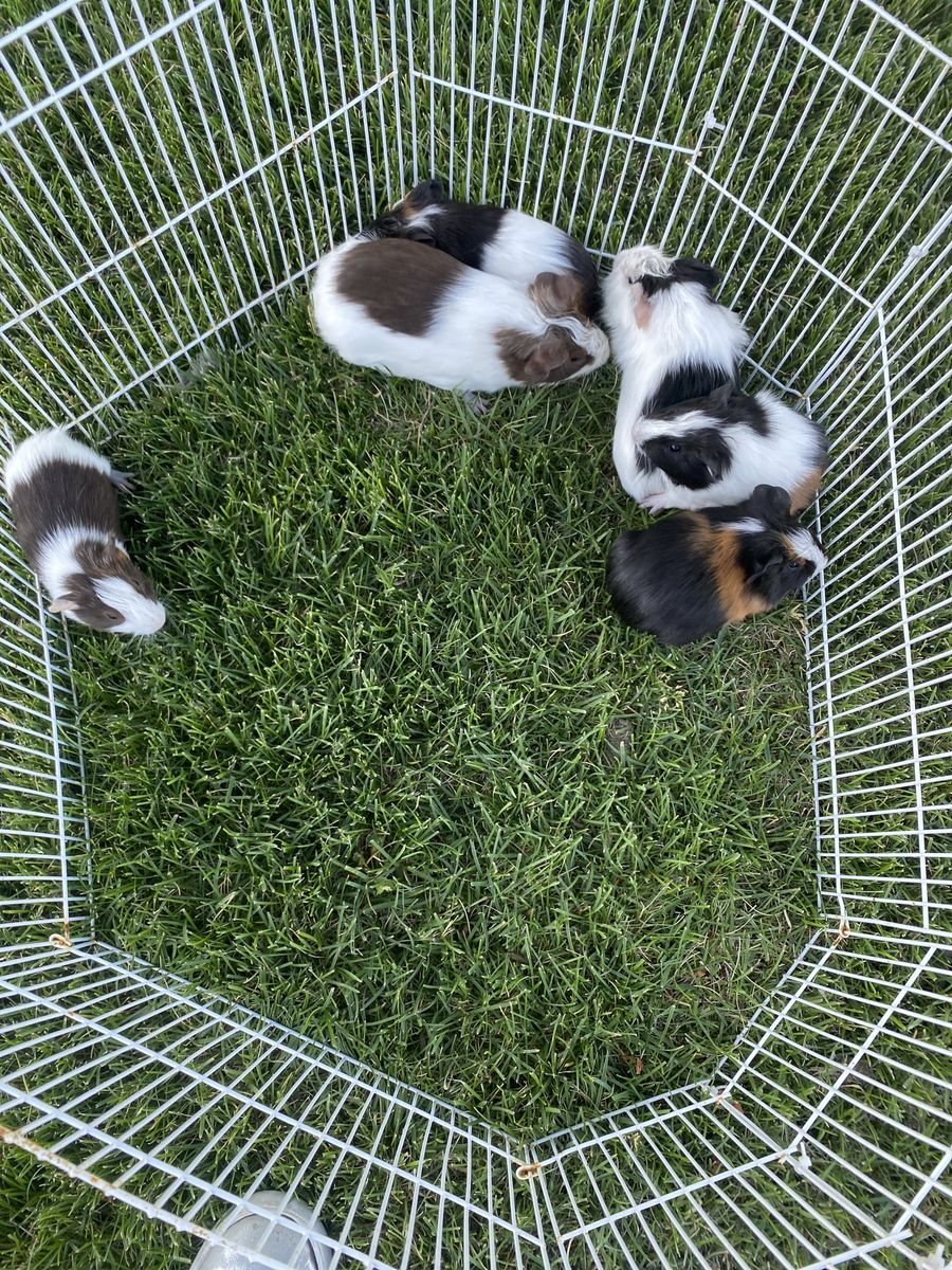Baby  Guinea pigs