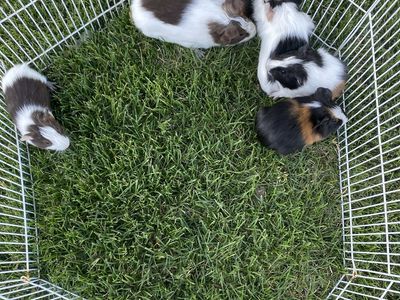 Baby Guinea pigs