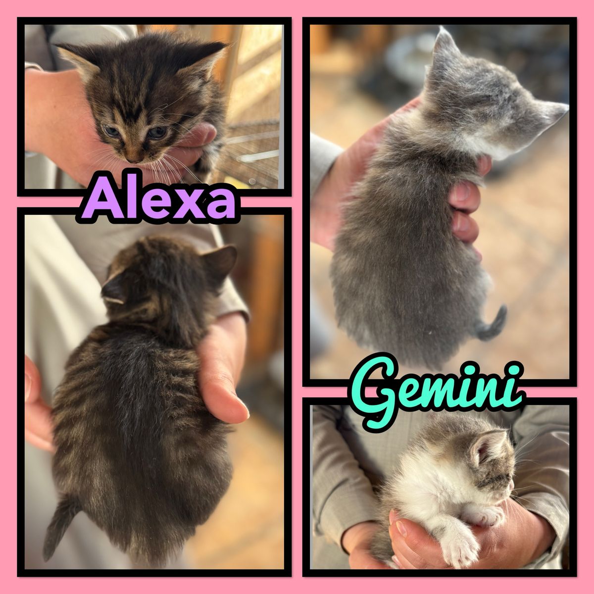 Adorable kitty’s