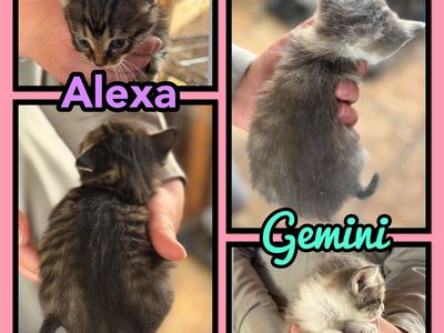 Adorable kitty’s