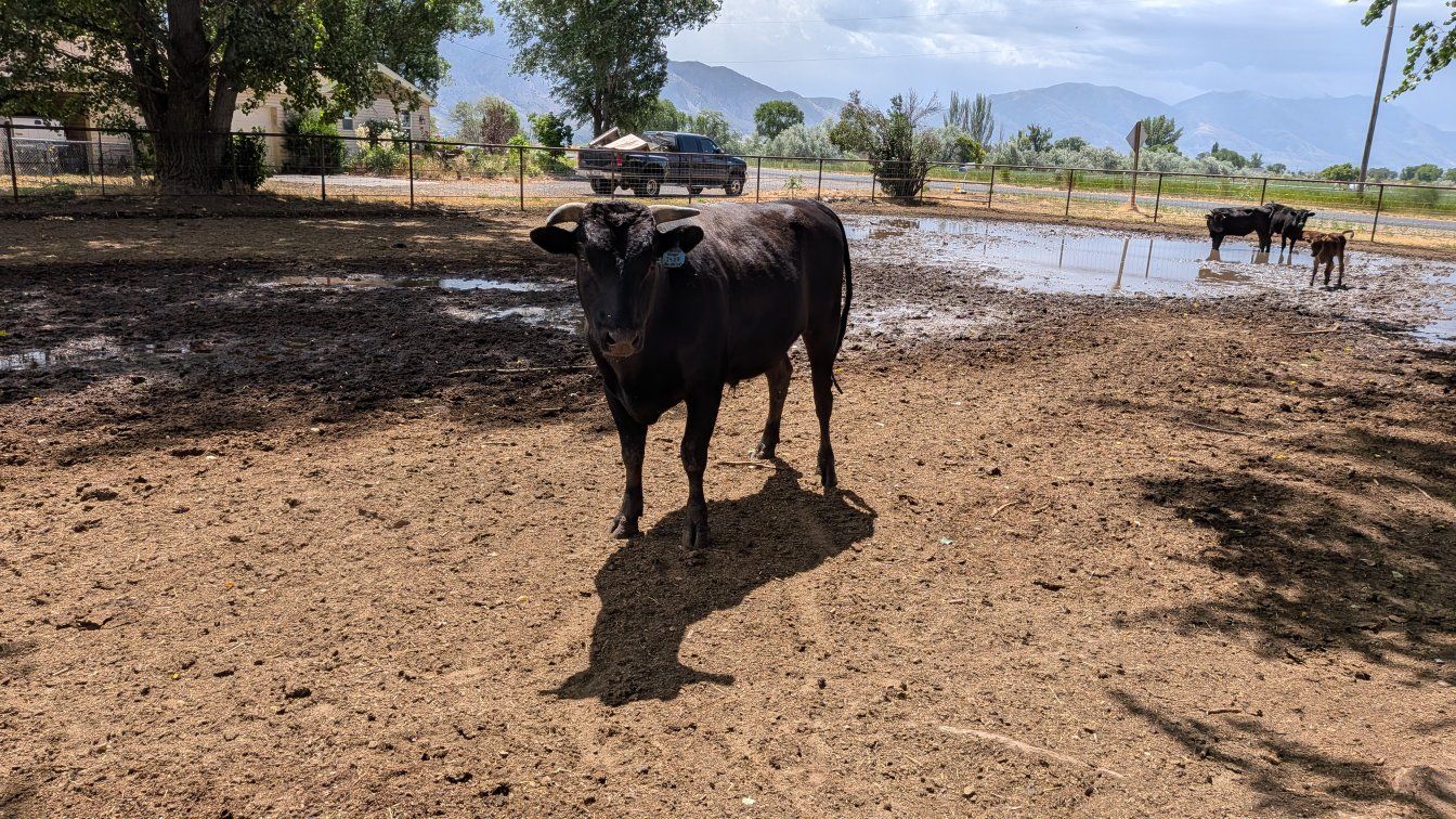 Wagyu
