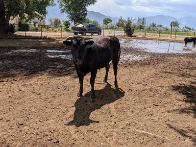 Wagyu