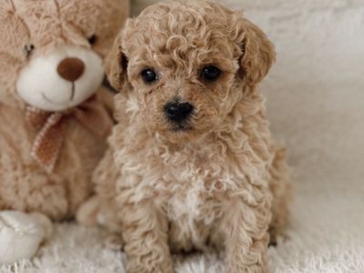 Handsome Little Teddybear