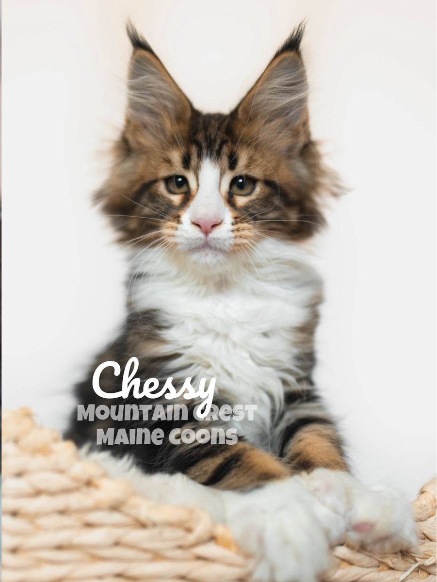Maine Coon Kitten (Female/Polydactyl)