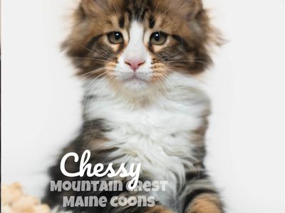 Maine Coon Kitten (Female/Polydactyl)