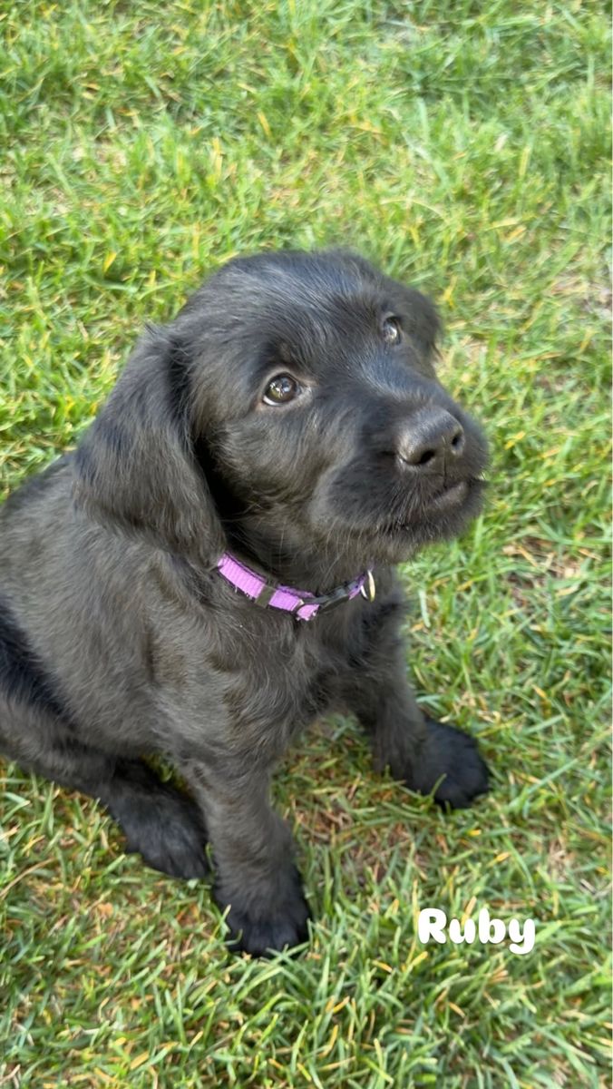 Adorable Doodle-Lab mix puppies -2 left!