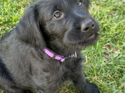 Adorable Doodle-Lab mix puppies -2 left!