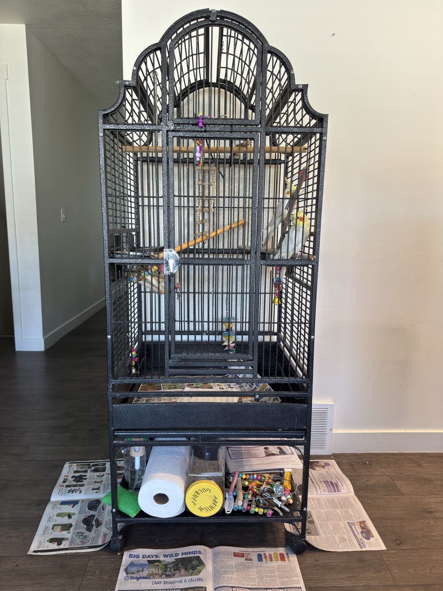 Pair of cockatiels with large metal cage and accessories