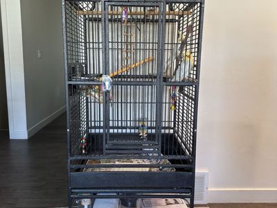 Pair of cockatiels with large metal cage and accessories