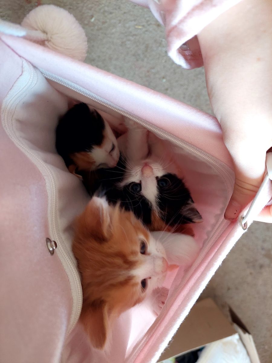 Rehome Kittens