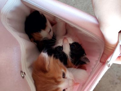 Rehome Kittens