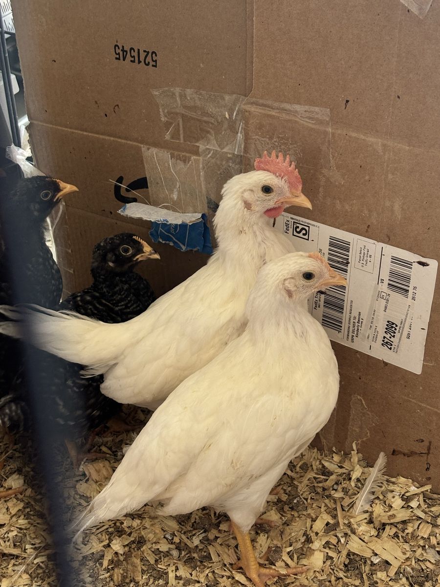 Free Leghorn Rooster/Cockerel