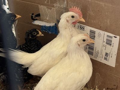 Free Leghorn Rooster/Cockerel