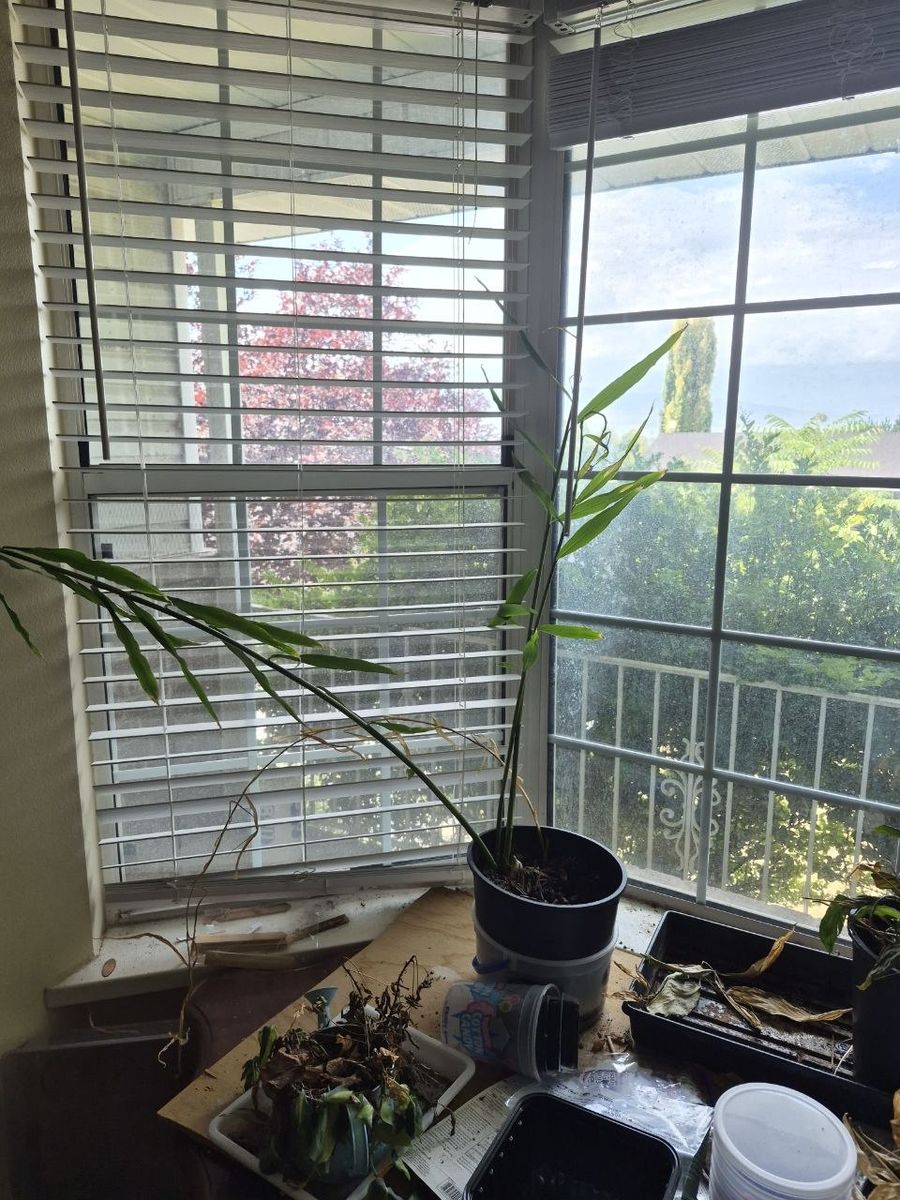 Ginger Plant
