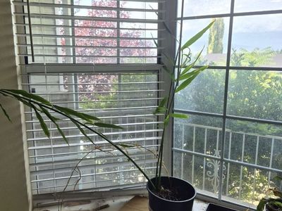Ginger Plant