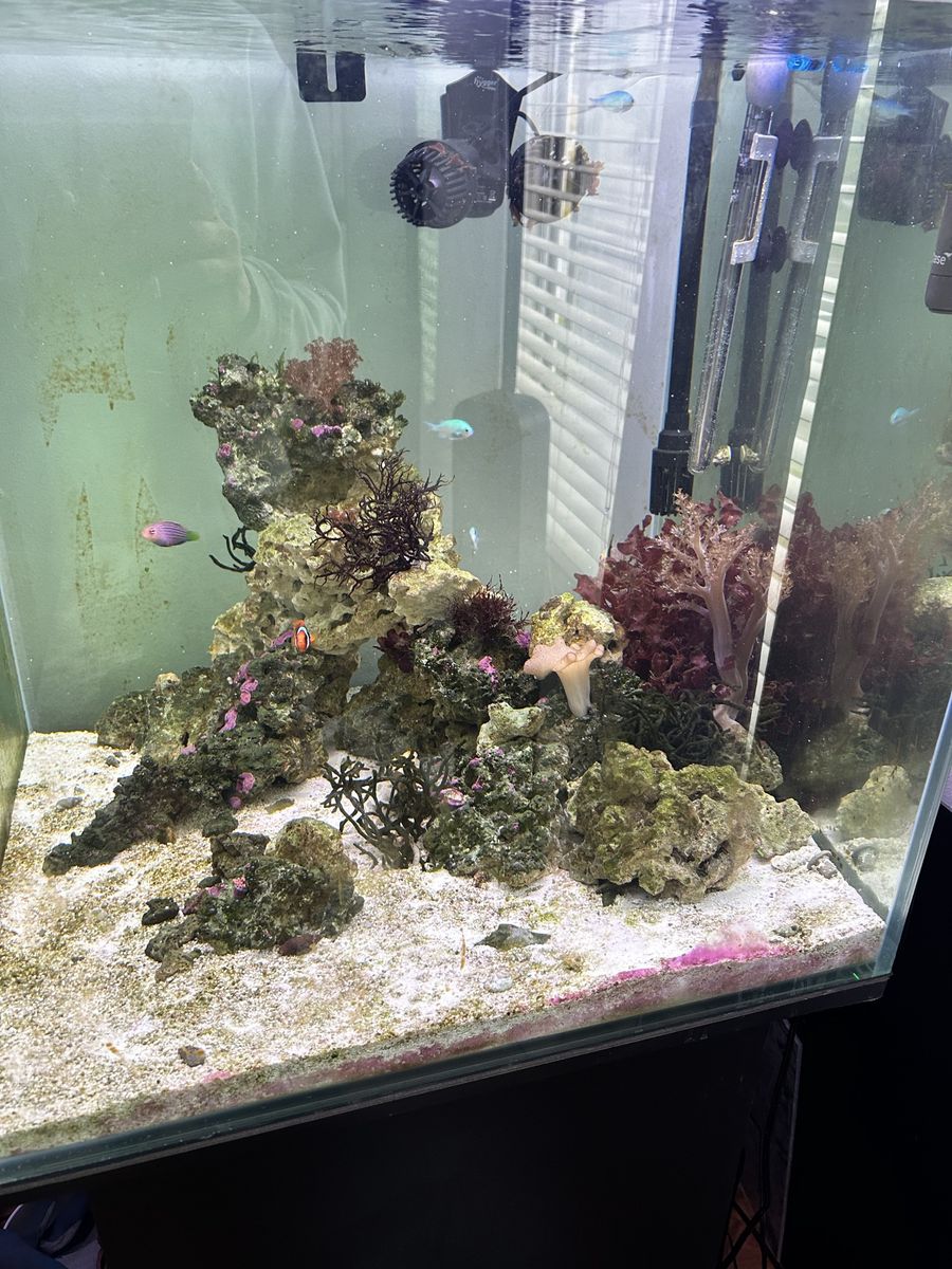 Saltwater Fish